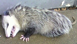 English: I found this Opossum playing dead on ...