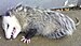English: I found this Opossum playing dead on ...