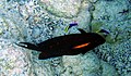 Acanthurus olivaceus word skoongemaak deur twee Labroides phthirophagus