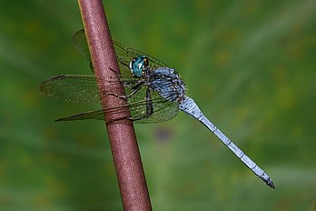 Orthetrum luzonicum (macho), uma espécie de libélula da família dos libelulídeos, originária da Ásia. (definição 5 545 × 3 697)