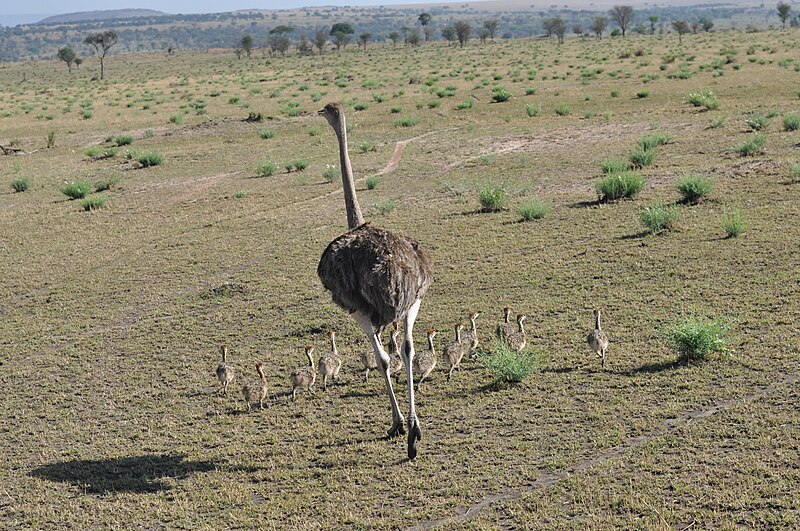 File:Ostrich hen with chicks, northern Serengeti.jpg