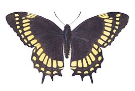 Papilio scamander