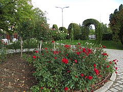 Varieties of red, pink and white roses in Roses Park