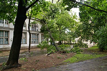 Wyrwane drzewo oparte o budynek Muzeum Przyrodniczego Uniwersytetu Łódzkiego