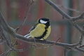 Parus major