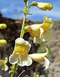 Flowers of Penstemon barrettiae