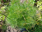 Горичник (лат. Peucedanum) — многолетнее травянистое растение семейства Зонтичные.