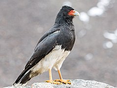 Mountain caracara