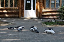 Toshkent Botanika bogʻining kirish qismidagi kabutarlar