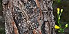 Prairie lizard (Sceloporus consobrinus), in situ, Hardin County, Texas