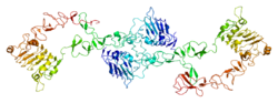 Белок ERBB3 PDB 1m6b.png