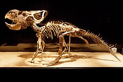 Реконструйований скелет протоцератопса
