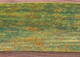 Bruine roest (Puccinia triticina)