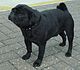 Pug black 600.jpg