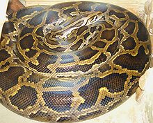 Big Burmese Python