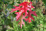 Miniatura para Quercus coccinea