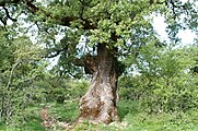 Дуб кам'яний (Quercus rotundifolia) у Кадісі, Іспанія