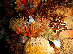 Typical reef invertebrates with a pair of Crowned nudibranchs