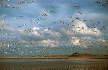 A large flock of white geese fly over wetland habitat.