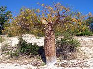 Adansonia rubrostipa.