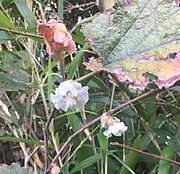 レース状の花（宮崎市）