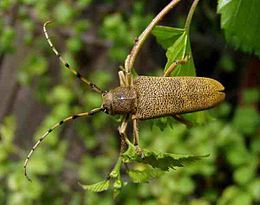 Didysis drebulenis (Saperda carcharias)