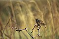 European stonechat Saxicola rubicola