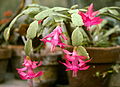 Schlumbergera ×buckleyi