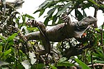 Miniatura para Jardín botánico de Guayaquil