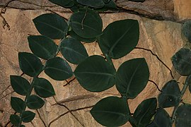 Rhaphidophora korthalsii