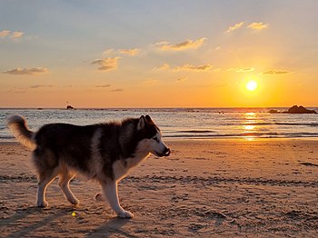 כלב מסוג האסקי סיבירי בעת השקיעה בחוף בת ים