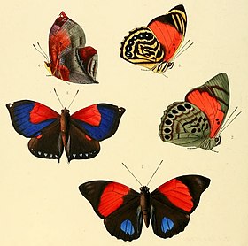Ilustração do ano de 1854 com S. syntyche[1] (ex Anaea marthesia)[2] (à esquerda, de asas abertas e acima à esquerda, em face ventral), feita por William Chapman Hewitson, seu catalogador. As outras borboletas são espécies de Prepona, outrora incluídas no gênero Agrias.