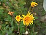 Melkdistel (Sonchus)