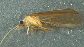 Tasiagma ciliata