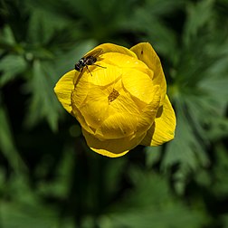 Globo-flor (Trollius europaeus) com uma mosca perto do Spechtensee, Estíria, Áustria (definição 3 883 × 3 883)