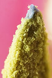 170px-Tulip_Stamen_Tip.jpg (170×254)