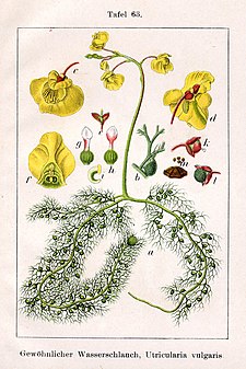普通狸藻（Utricularia vulgaris）的插图