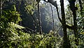 Parc national du Volcan Barú, Panama.