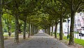 A treed promenade of the Warmer Damm, running adjacent to Wilhelmstraße