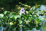 Common water hyacinth in flower