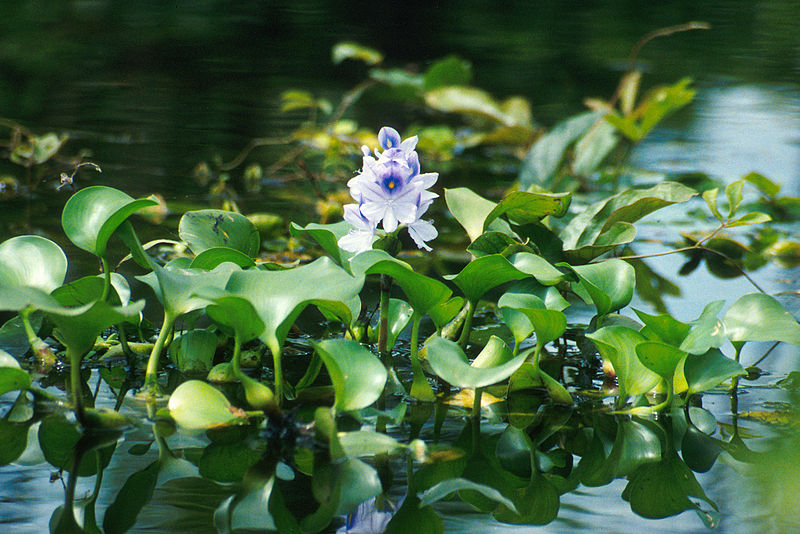 800px-Water_hyacinth.jpg