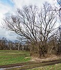 Wildbirne am Waldweg