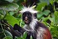 Image 4 Zanzibar red colobus Photograph: Hasin Shakur The Zanzibar red colobus (Procolobus kirkii) is a species of red colobus monkey endemic to Unguja, the main island of the Zanzibar Archipelago. Brought to attention of Western science by Sir John Kirk, this colobus was first described by John Edward Gray in 1868. It is now considered an endangered species, and extensive conservation efforts have been undertaken since the mid-1990s. More selected pictures