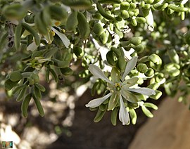 Zygophyllum dumosum