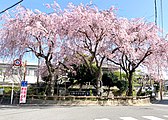 大佛鐵道記念公園の桜