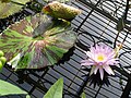 Nymphaea-Hybride 'Bagdad'