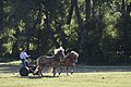 A team of Haflinger's driven by Clay Bixby at the Spade (c. 2009)