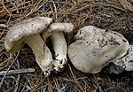 Vignette pour Tricholoma pardinum