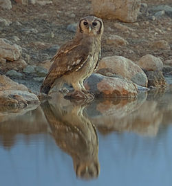 Tröllúfur (Ketupa lactea)