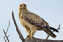 2012-tawny-eagle-0.jpg